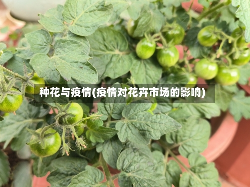 种花与疫情(疫情对花卉市场的影响)