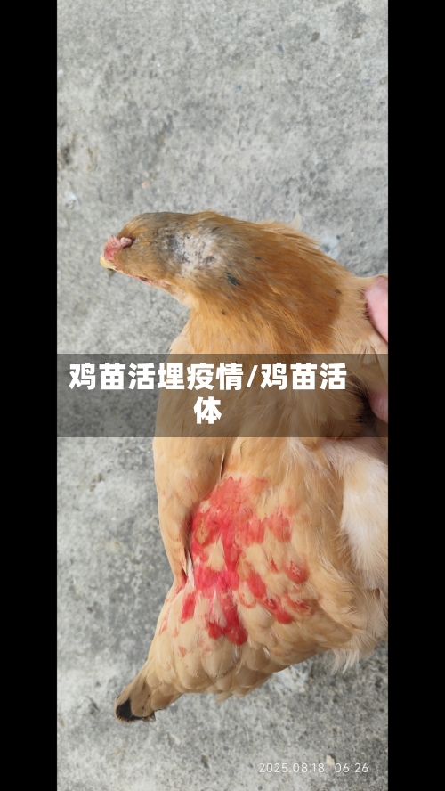 鸡苗活埋疫情/鸡苗活体-第3张图片