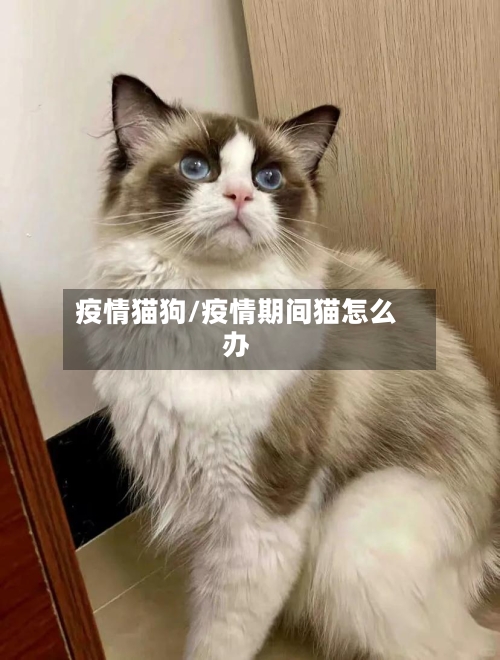 疫情猫狗/疫情期间猫怎么办